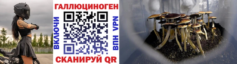 Галлюциногенные грибы Psilocybine cubensis  Жиздра 